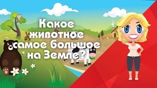 Самое большое. Какое животное самое большое? - Развивающие мультфильмы Познавака (14 серия, 1 сезон)