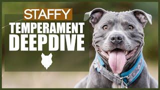 STAFFORDSHIRE BULL TERRIER TEMPERAMENT DEEPDIVE