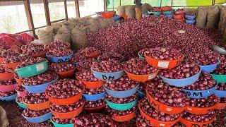 Nashik Onion Market Rate Today | प्याज का ताजा भाव | Loading for Bihar | 13 March 2025