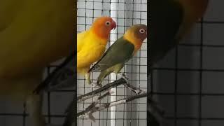 Mutation affrican love bird #addiction #pet2023