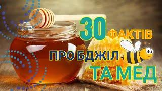 30 фактів про бджіл та мед