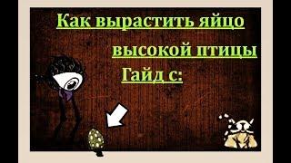 Как вырастить яйцо высокой птицы:) в Don't starve together