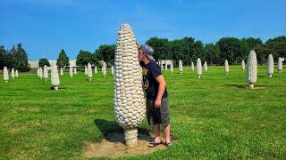 Field of Corn in Dublin Ohio (with Osage Orange Trees)