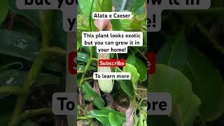 An exotic plant that eats insects and can be grown in your home! #shorts