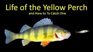 Life of the Yellow Perch and How to Fish for Perch