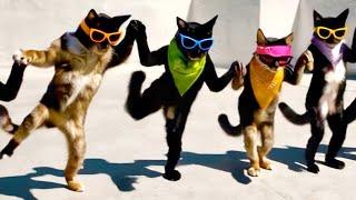 Dabke Dance Cats Take Over City! 