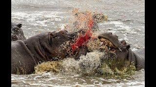 Nat Geo Wild: Превосходство бегемота / The Hippo Supremacy !!!