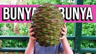 BUNYA BUNYA - I Tried Nuts That Dinosaurs Once Ate (and made hummus with them)