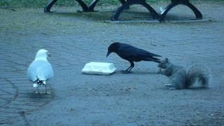 A Crow, a Squirrel and a Seagull Eat French Fries