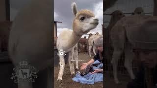 Incredible Alpaca Birth! Rarest color in the world!  #babyanimal #alpaca #farm