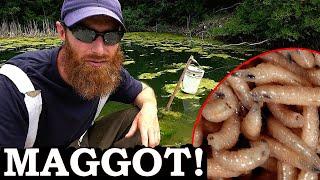 BREEDING MAGGOTS, the ULTIMATE FISH FOOD (Surprising Results)! | Feeder for TROPHY TROUT