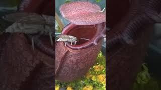 Nepenthus bite insect|බාඳුරා ශාකය,කෘමියෙක් ගිලගන්නා ආකාරය |#Shorts