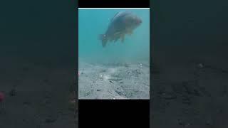 Underwater fishing, Suv ostidagi baliq ovi #fishing #football #carpfishing #carp #fish #seafood #aut