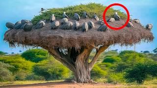 THE LARGEST NESTS IN THE Animal World