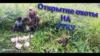 Открытие охоты на утку