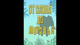 От слона до муравья. 22  Зубры.  Бизоны. Образовательное видео для детей.