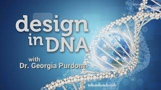 Origins: Design in DNA