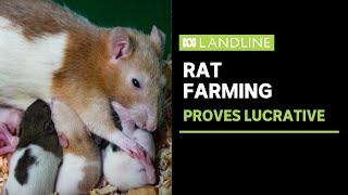 Rat farming sets former dairy farmer up for retirement | Landline | ABC News