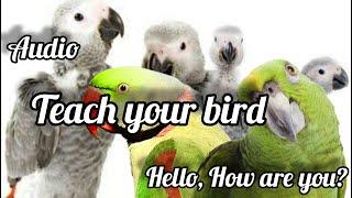 TEACH YOUR PARROT to talk  Hello, How are you? In FEMALE voice NO BACKGROUND NOISE #ParrotWorld