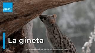 La GINETA, una ESPECIE viajera muy parecida a los FELINOS