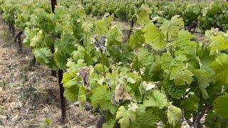 Mini dégât de gel sur les vignes