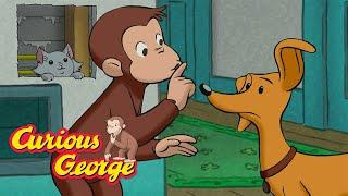 Search for the Lost Kitten  Curious George  Kids Cartoon  Kids Movies