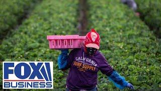 'NEED THIS HELP': Farmers are relying on migrant labor, John Boyd Jr. says