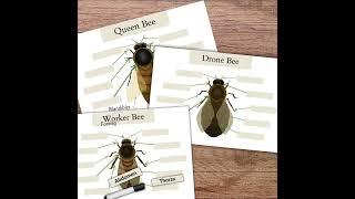 Lifecycle of a Honey Bee - Educating Kids