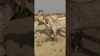 # hasilpur Bakra Mandi