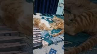 Cat Funny Video #love #cat #cats #catlover #catstagram #cute #dogs #kitten #catcute  #shorts
