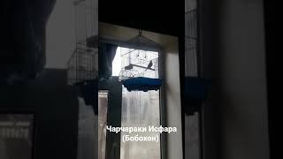 Саъба щегол Пулгирак чарчарак (Исфара Бобохон)