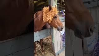our horse oz will be a lion this year for Halloween!