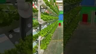 hydrophonic sysytem,cultivation germenium