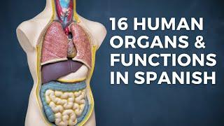 16 Human Organs & Functions in Spanish