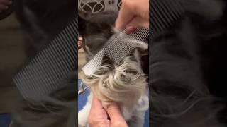 Improve your Dog Grooming Instantly!
