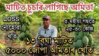 ১৩ বিঘা মাটিত ৫০০০ জোপা অমিতাৰ খেতি Papaya Farming in Assam ॥Amita kheti ॥ Red Lady Papaya Farm