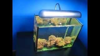 Daphnia Tank