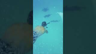 WE SWAM WITH DOLPHINS!!!