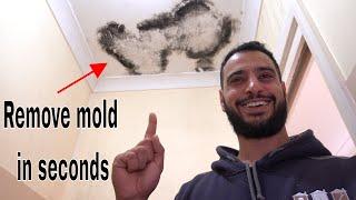 How to remove and kill mold / mould