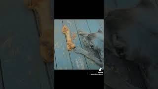 Cane Corso Big Bone
