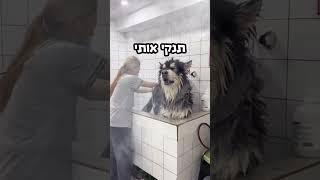 הכלב הכי ענק בעולם