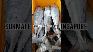 Surmai fishing # export # #fishing #seafood #seafoodslover