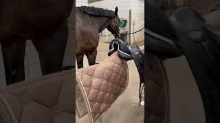Love this giant baby 🫶 #equestrian #horse #horselover #horseriding
