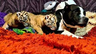 Питбуль и Тигрята / Pitbull and Tiger cubs ll 8 series