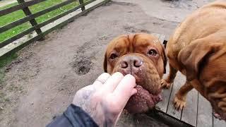 Natural Raw Feeding Dogue de Bordeaux Treats. Best Products for the best dogs. Regalrouge Shop