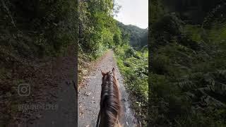 Riding the Horses on the Greenbrier River Trail