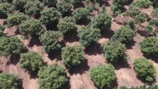 Tree thinning NZ Avocado orchard