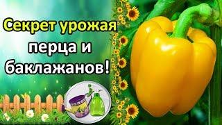 СЕКРЕТ БОЛЬШОГО УРОЖАЯ ПЕРЦА И БАКЛАЖАНОВ! БОРНАЯ КИСЛОТА - ПОДКОРМКА ДЛЯ ЗАВЯЗИ!