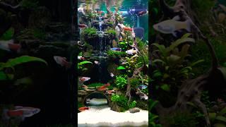 Platy Little Baby Fish: The Cutest Tiny Aquatic Adventure