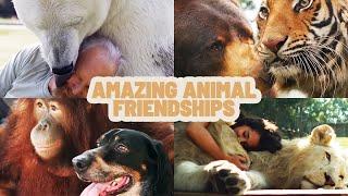 Animal Adventures: The Science Behind Amazing Animal Relationships